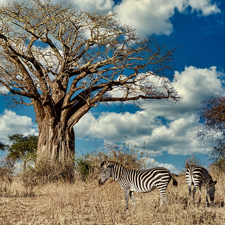 africa-2