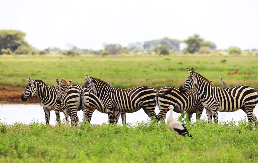 group-zebras-white-stork-tsavo-east-national-park-kenya-africa copia